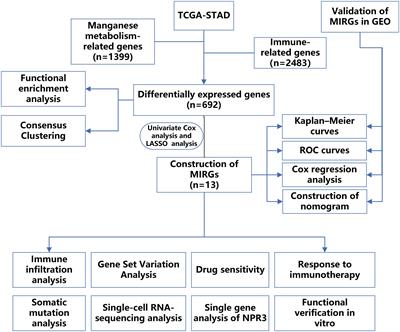 Development and verification of a manganese metabolism- and immune-related genes signature for prediction of prognosis and immune landscape in gastric cancer